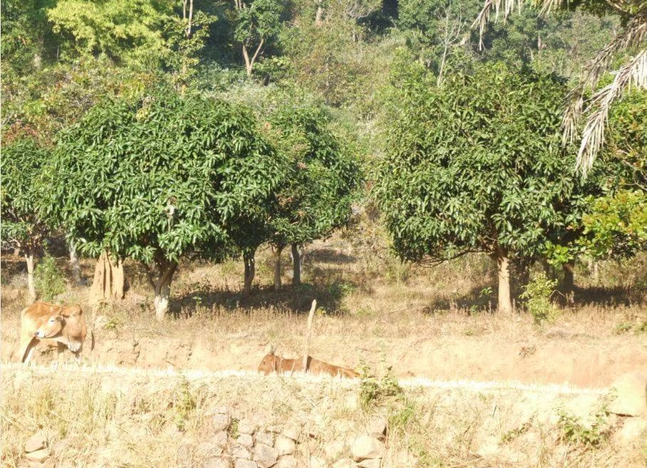 Agro-Forestry & Biodiversity